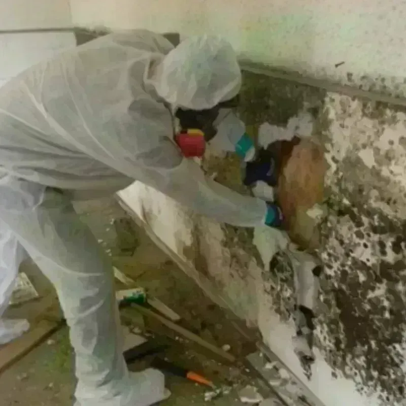 Mold Remediation and Removal in Broadwater County, MT